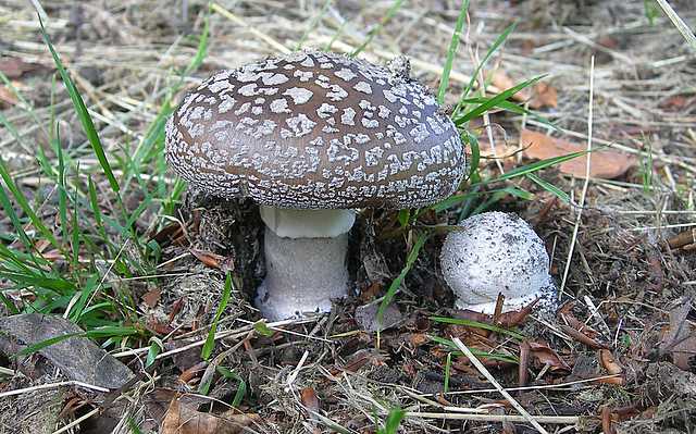 Primizie estive nel Jura francese